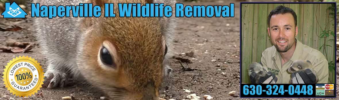 Naperville Wildlife and Animal Removal